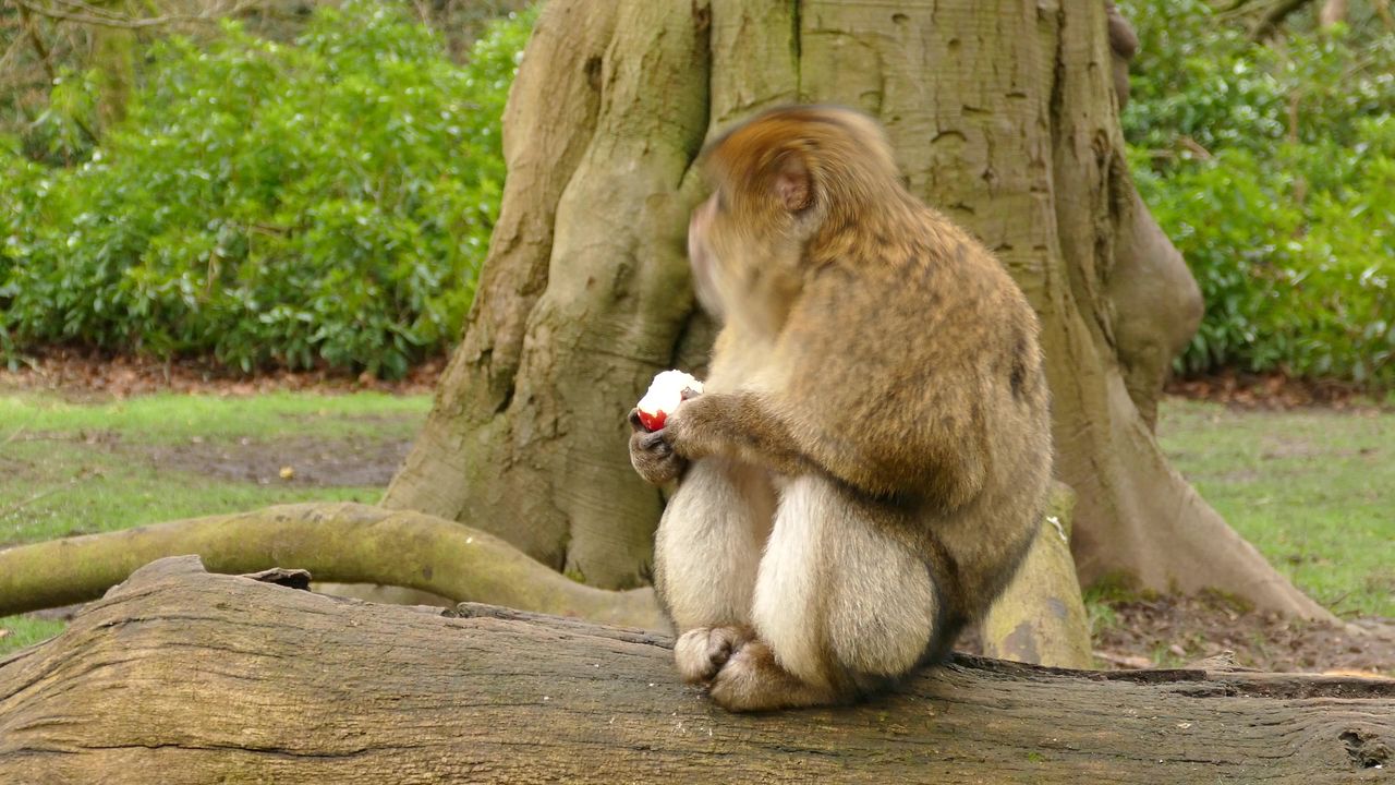 猿猴子灵长类动物巴巴里