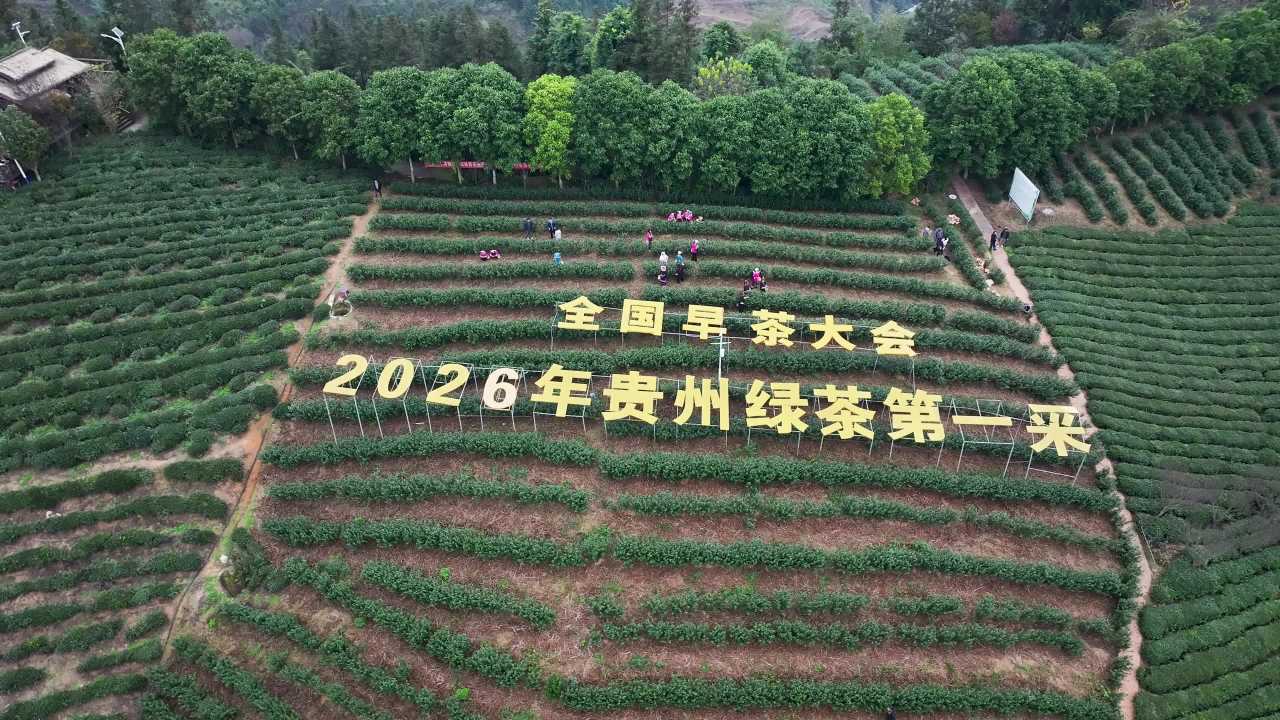 4k航拍2026年贵州绿茶第一采标语
