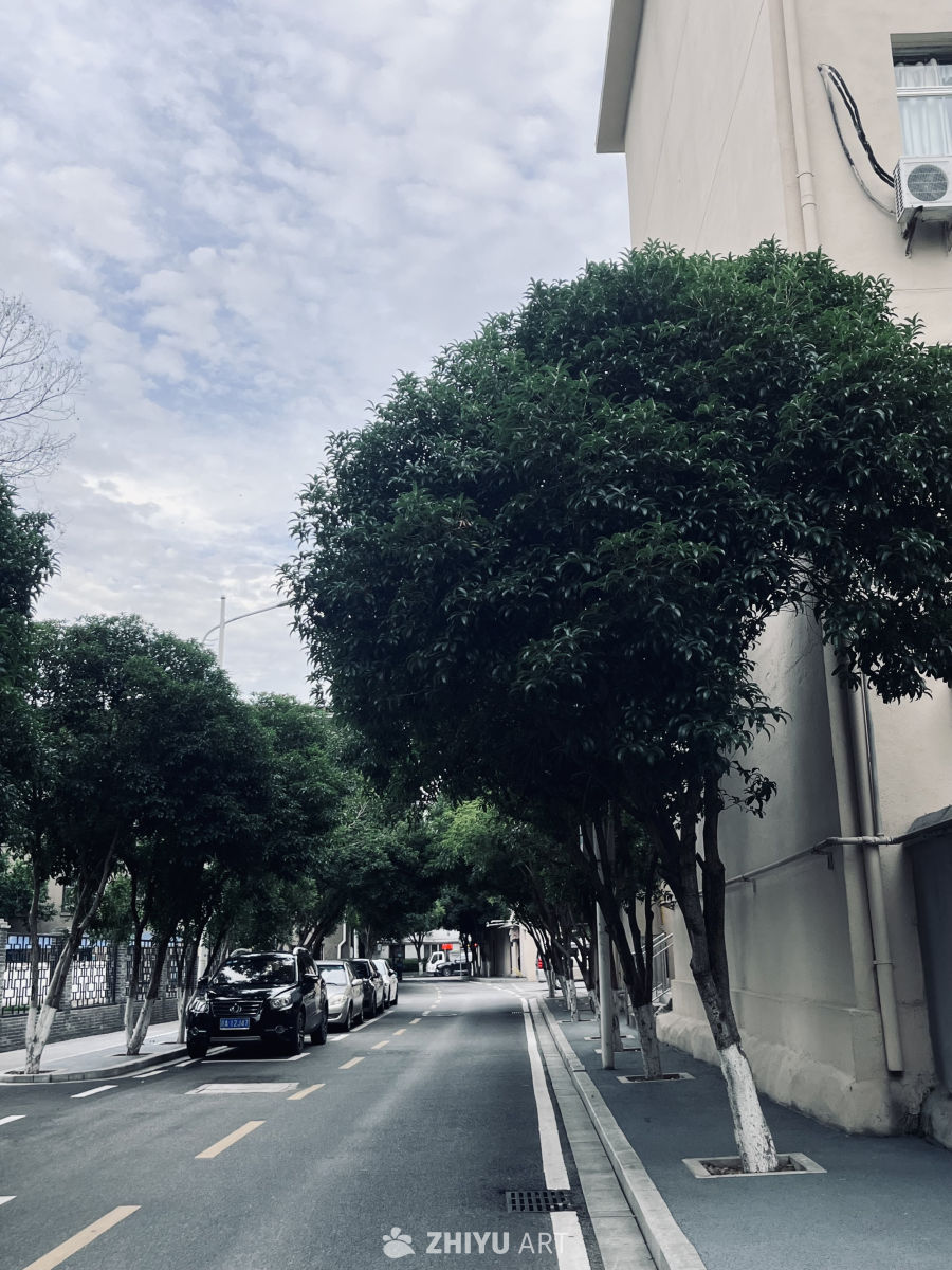 城市绿荫下的宁静街景