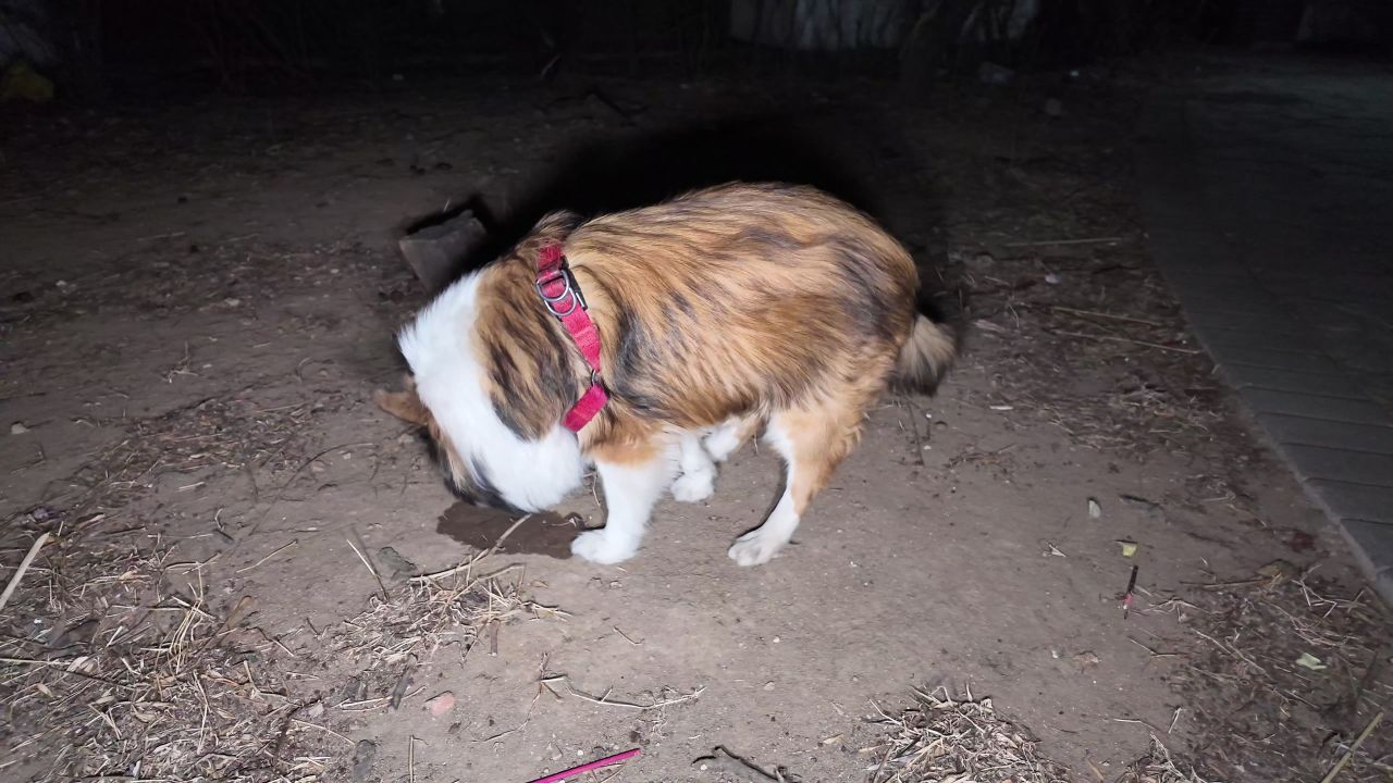 夜晚遛狗 12