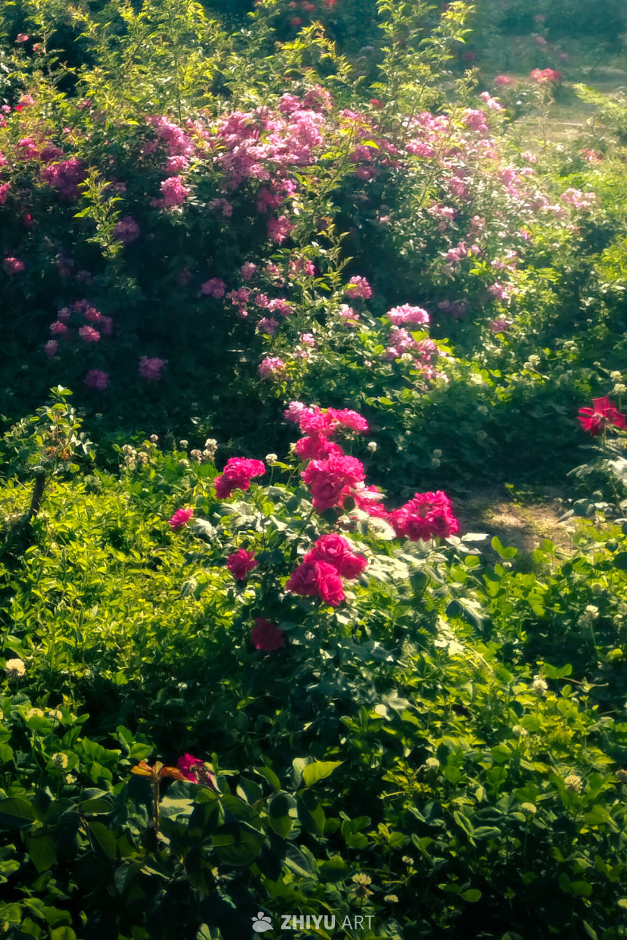 阳光下的月季花