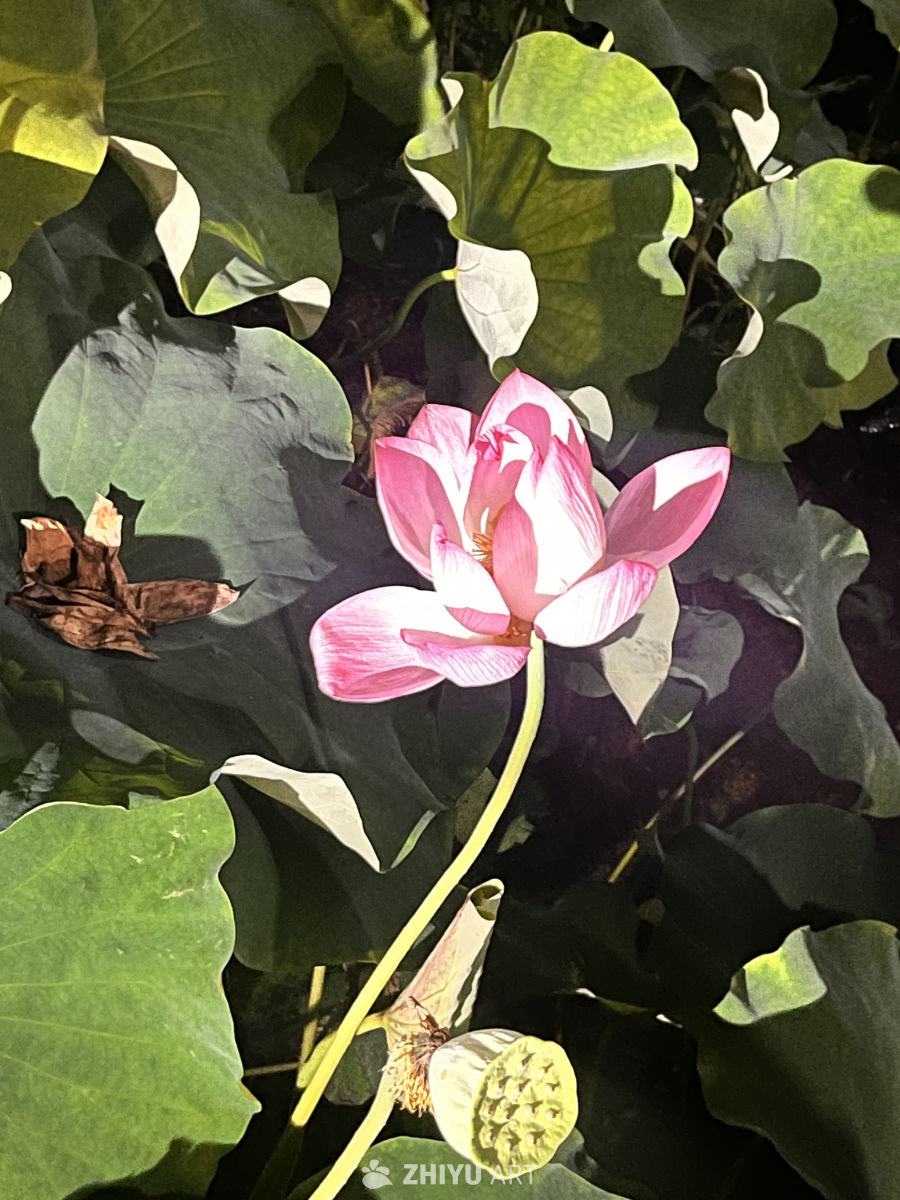 粉红莲花与绿叶