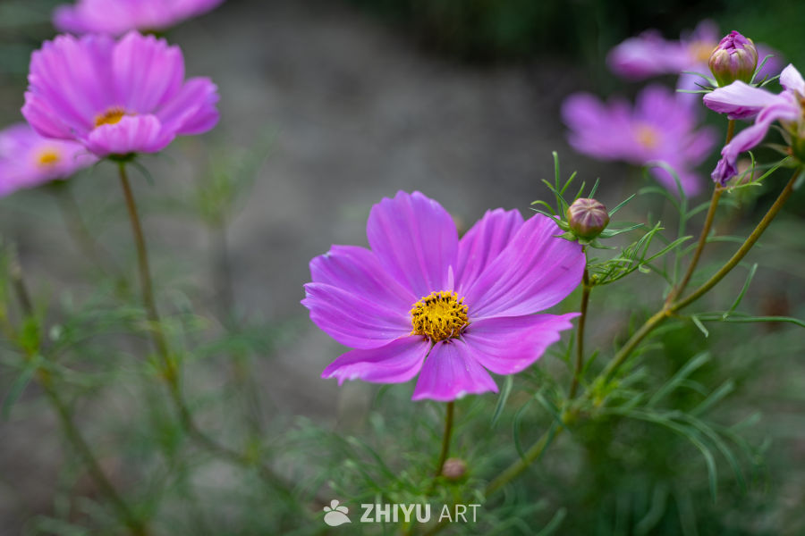 古楼荷花 8