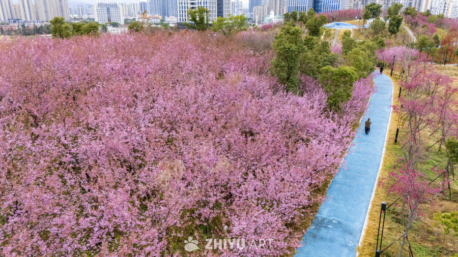 春日樱花盛开的公园