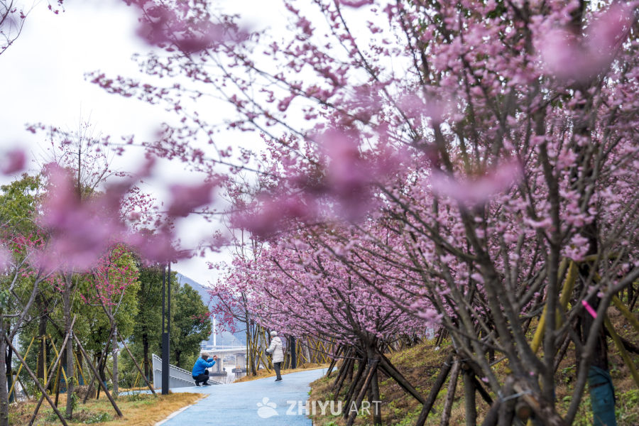 樱花盛开的步道