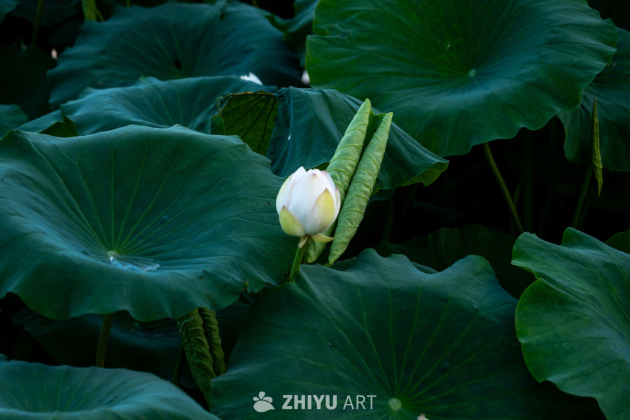 荷花 19