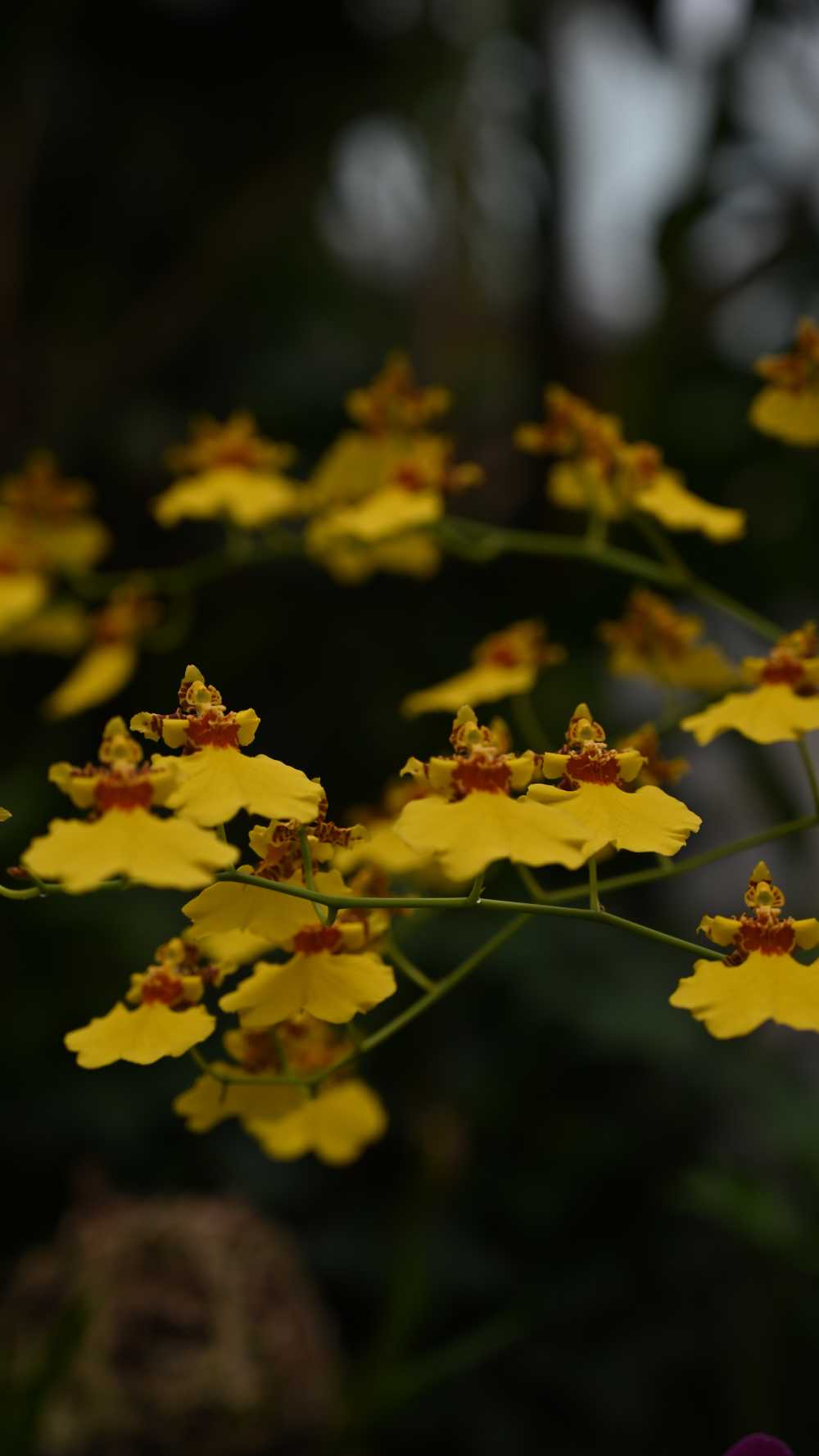 花草植物 3