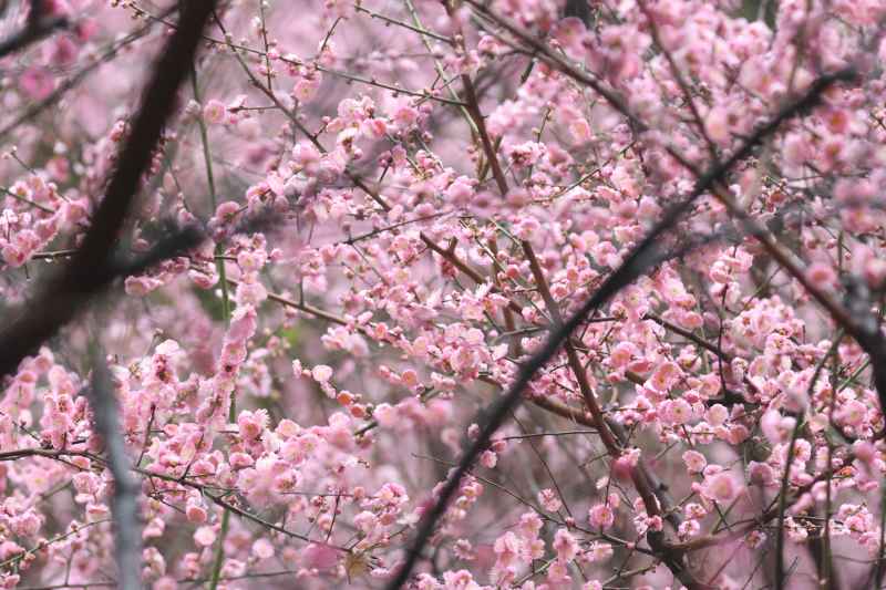 粉色的梅花