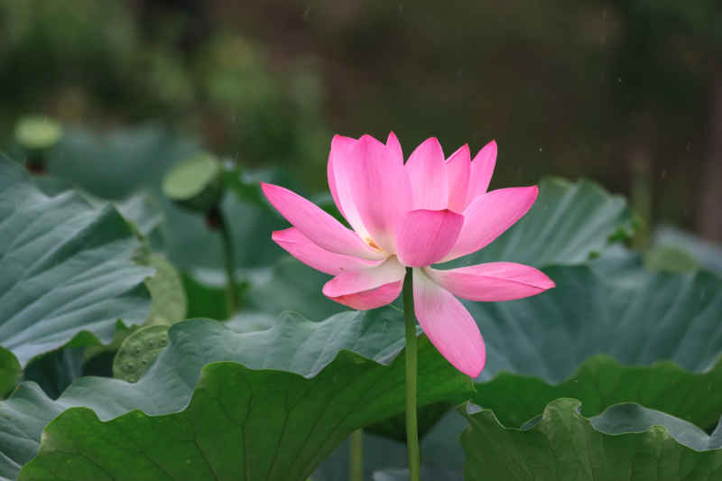 荷花 30