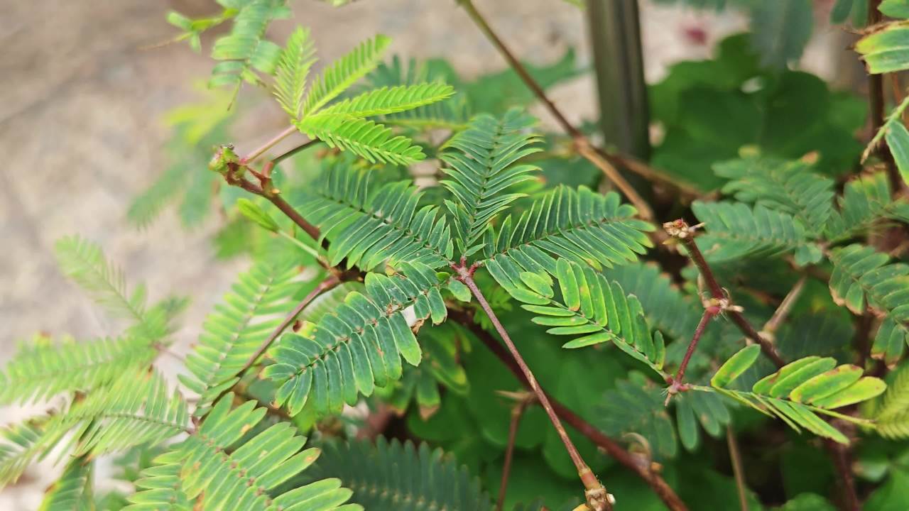 4K含羞草 2