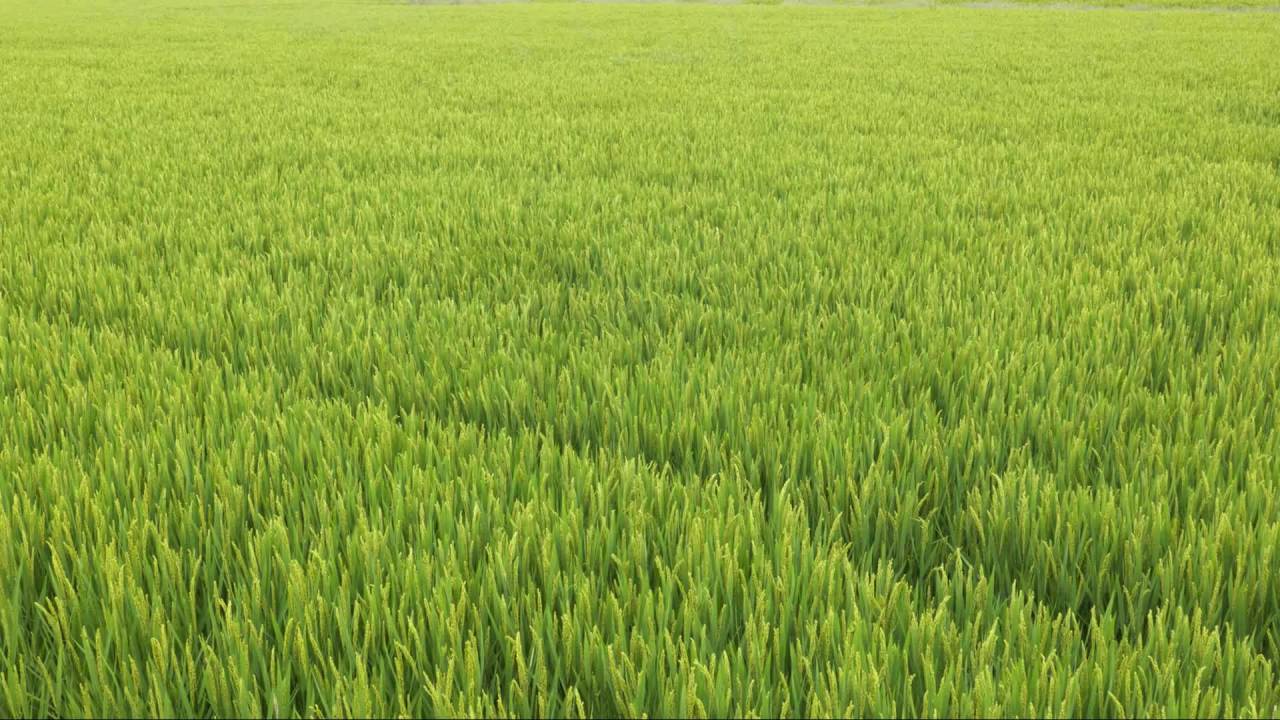 农村水稻田野粮食庄稼 25