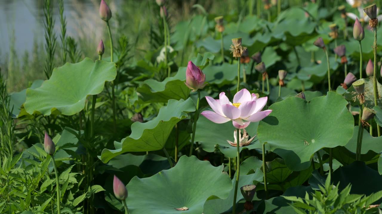 荷花（二） 46
