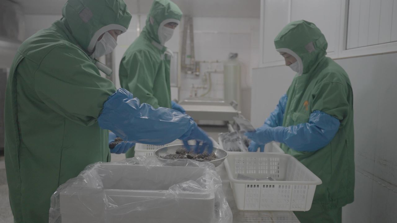 加工的真空海参包装过程