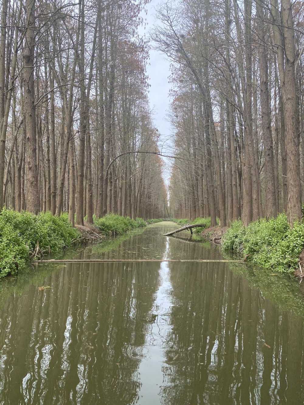 水中树