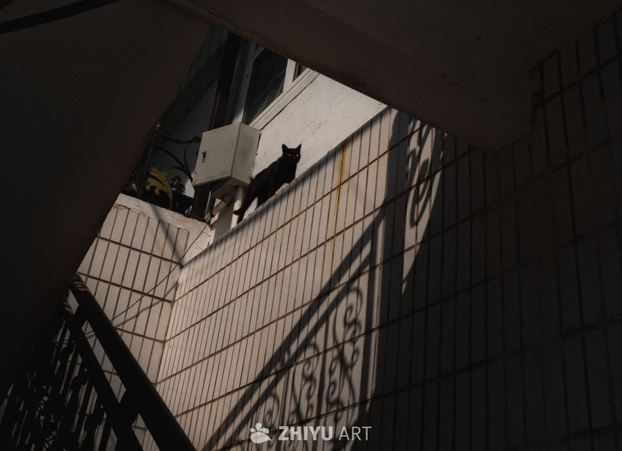 猫