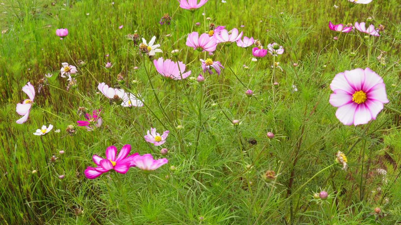 田野中的花海
