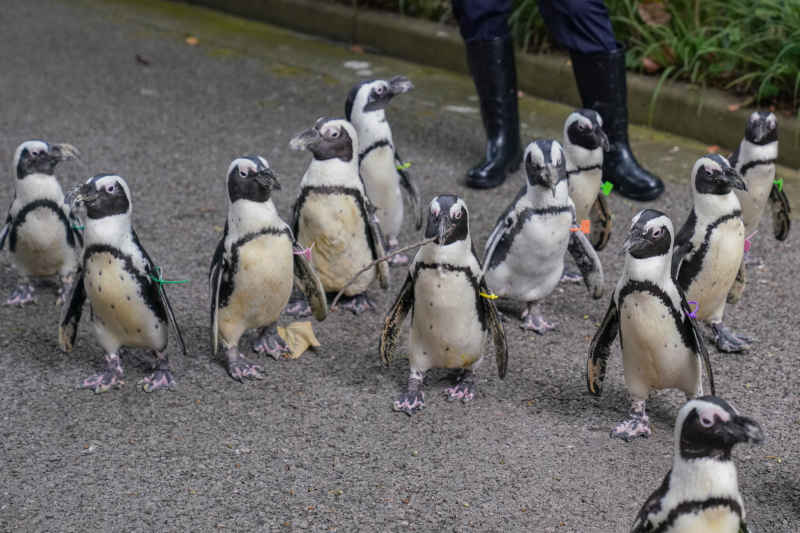 动物园企鹅漫步 1