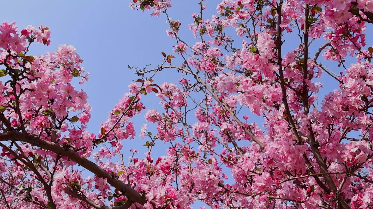 春天盛开的海棠花 3