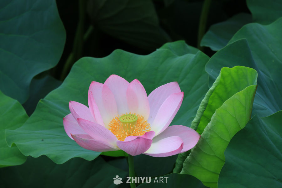 荷花 45