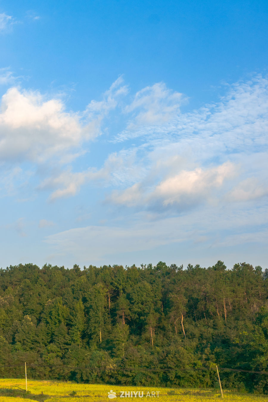 蓝天下的森林与花田