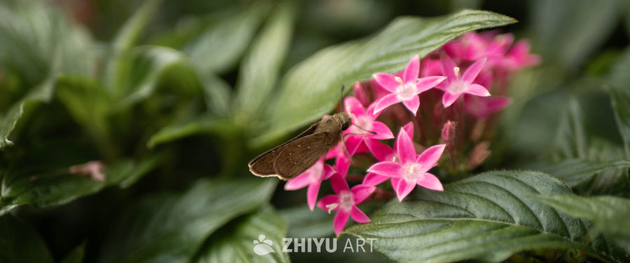 蝴蝶与粉花的静谧时光