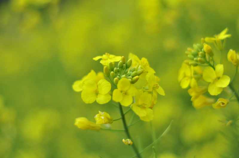 油菜花