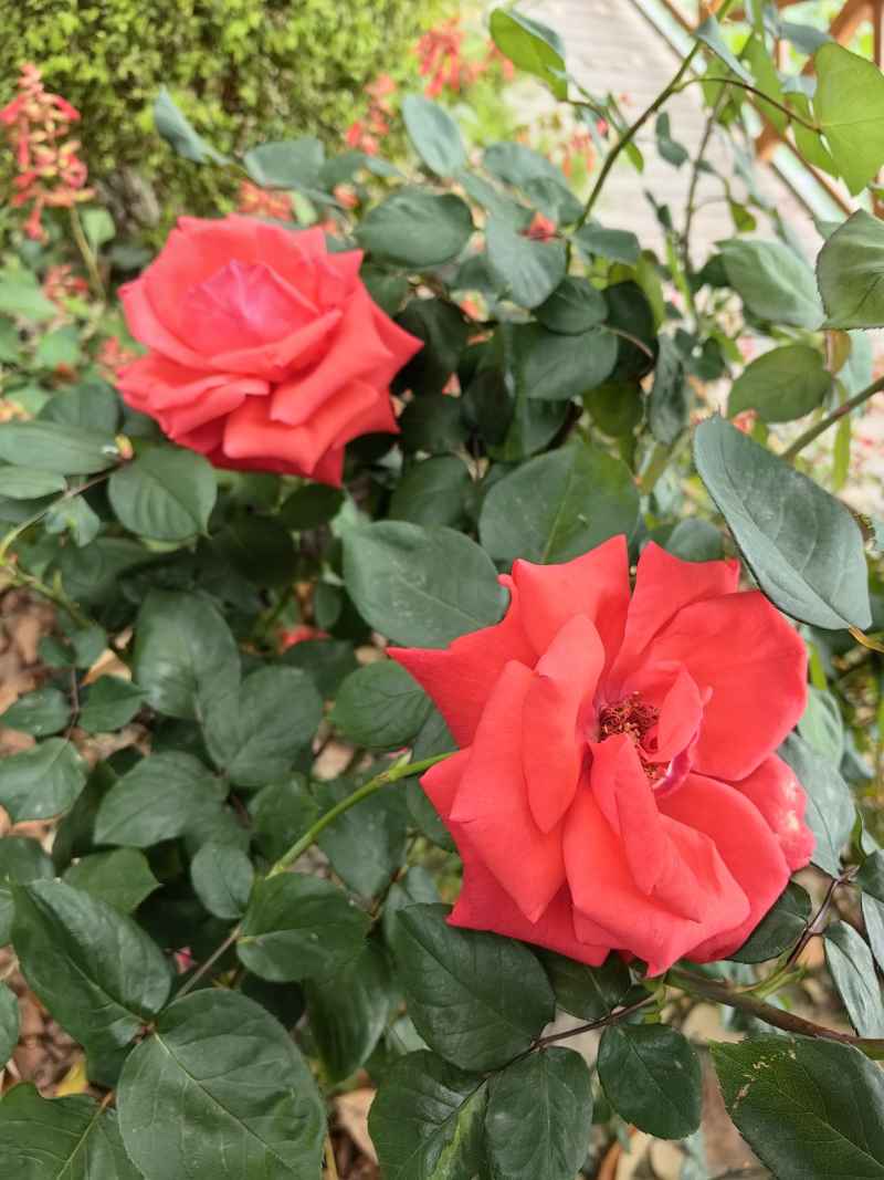 玫瑰花
