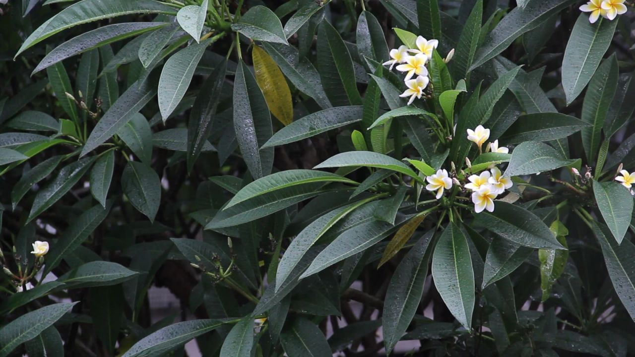 雨中的鸡蛋花树