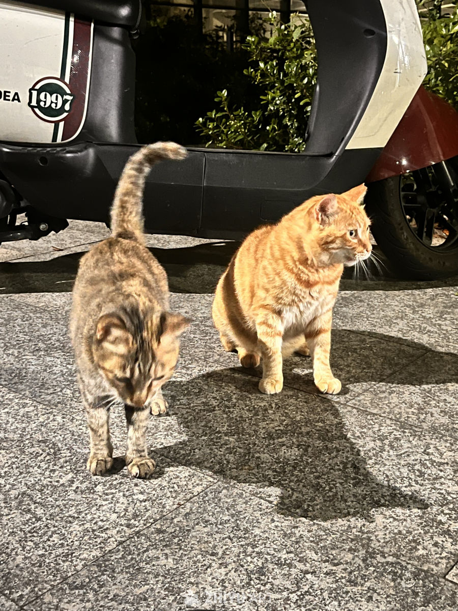 夜色中的猫趣