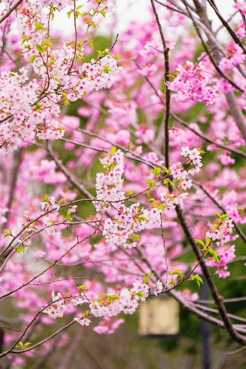 樱花季 72