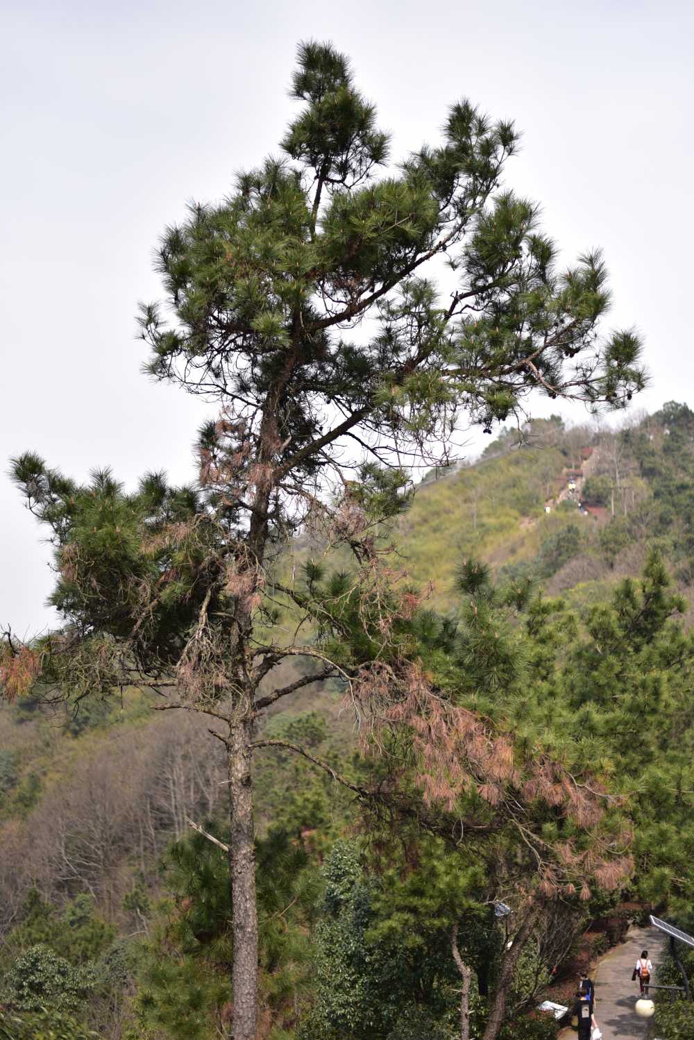 上虞龙山公园