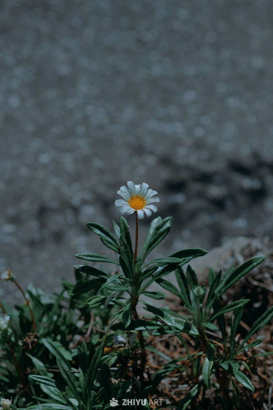 阳光下的小雏菊