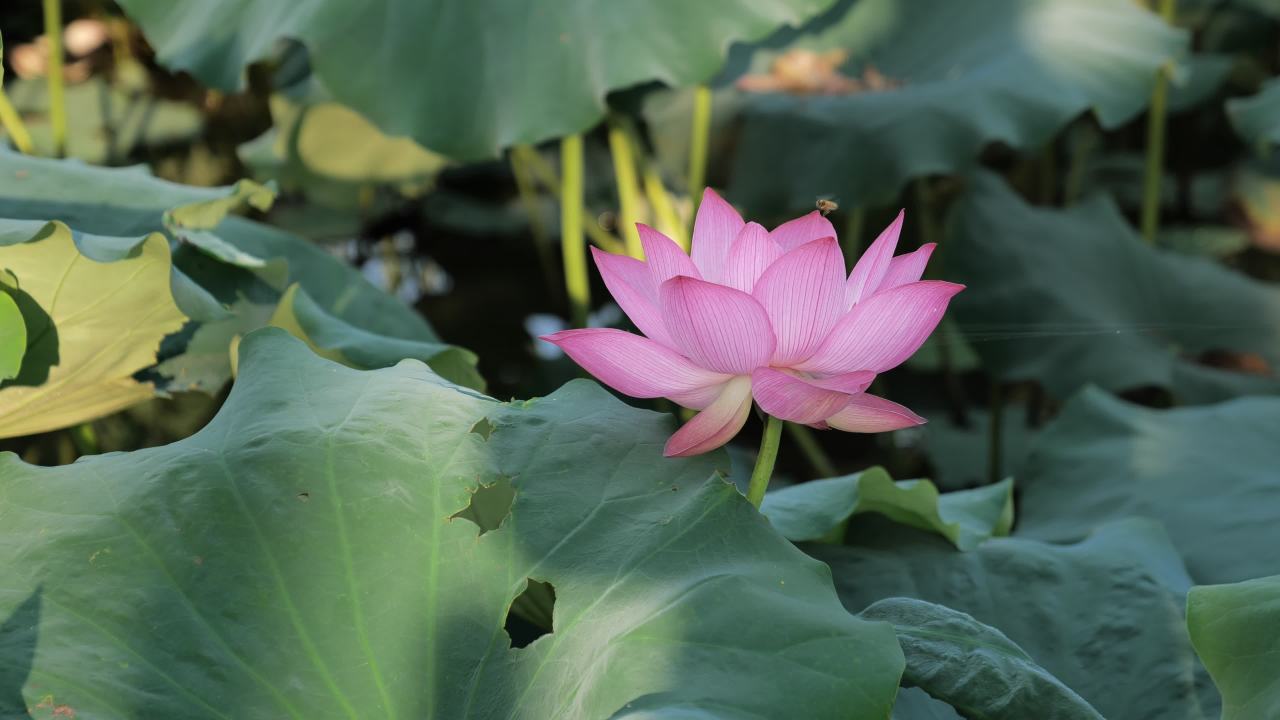 荷花 5