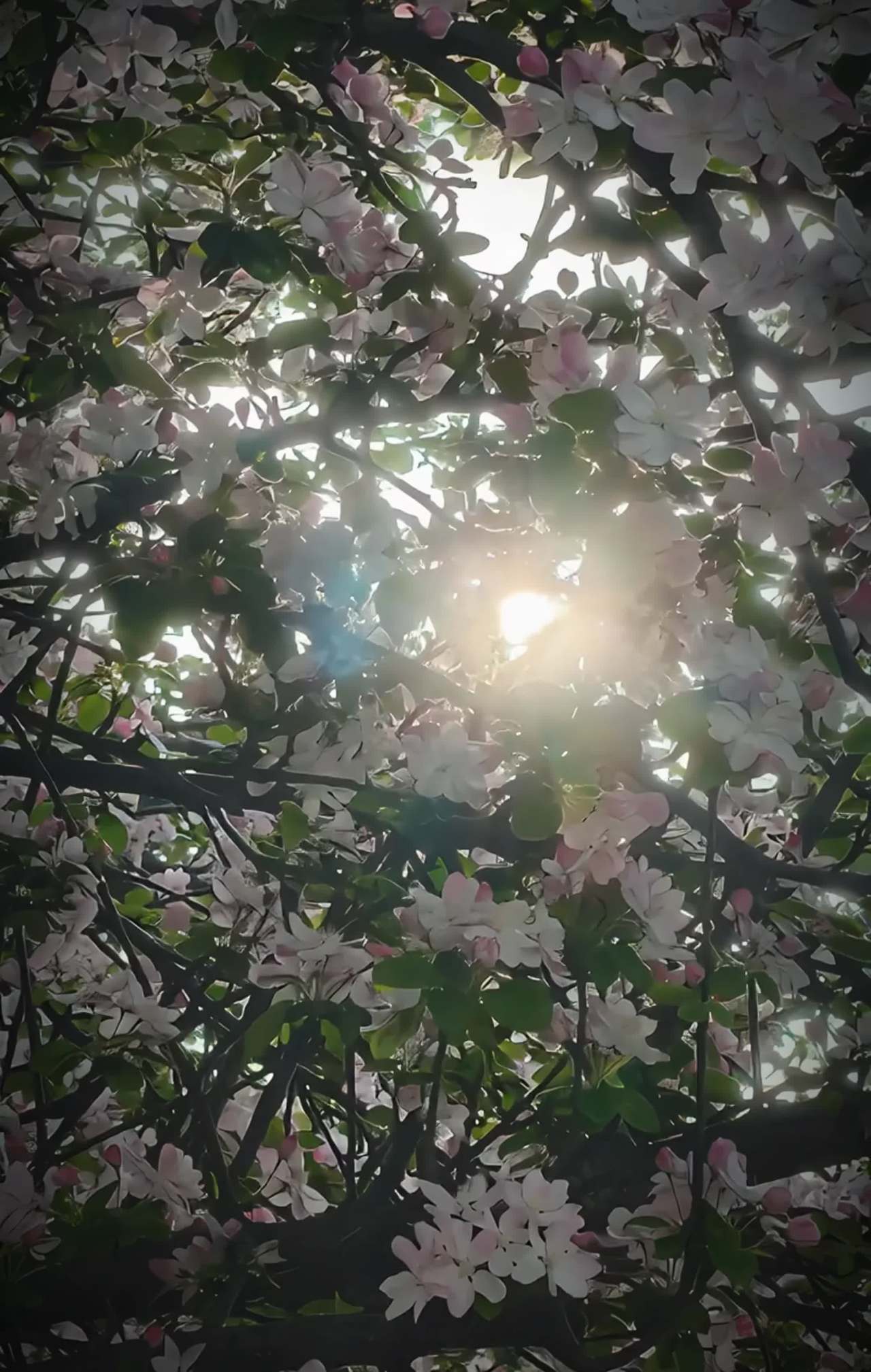 阳光透过花海
