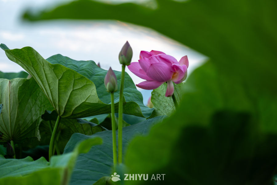 荷花 30