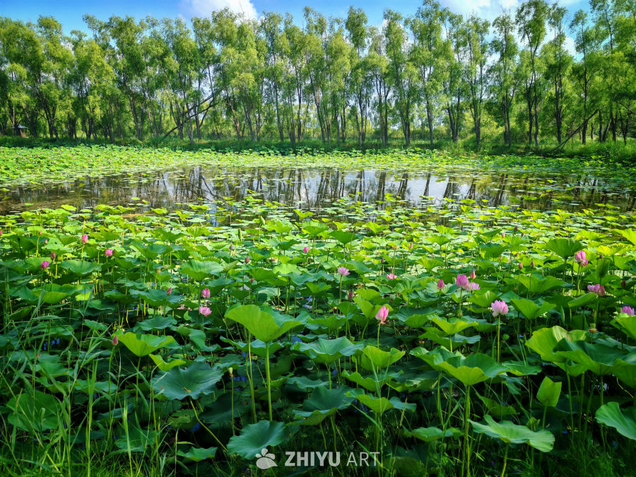 林畔荷间的夏日絮语