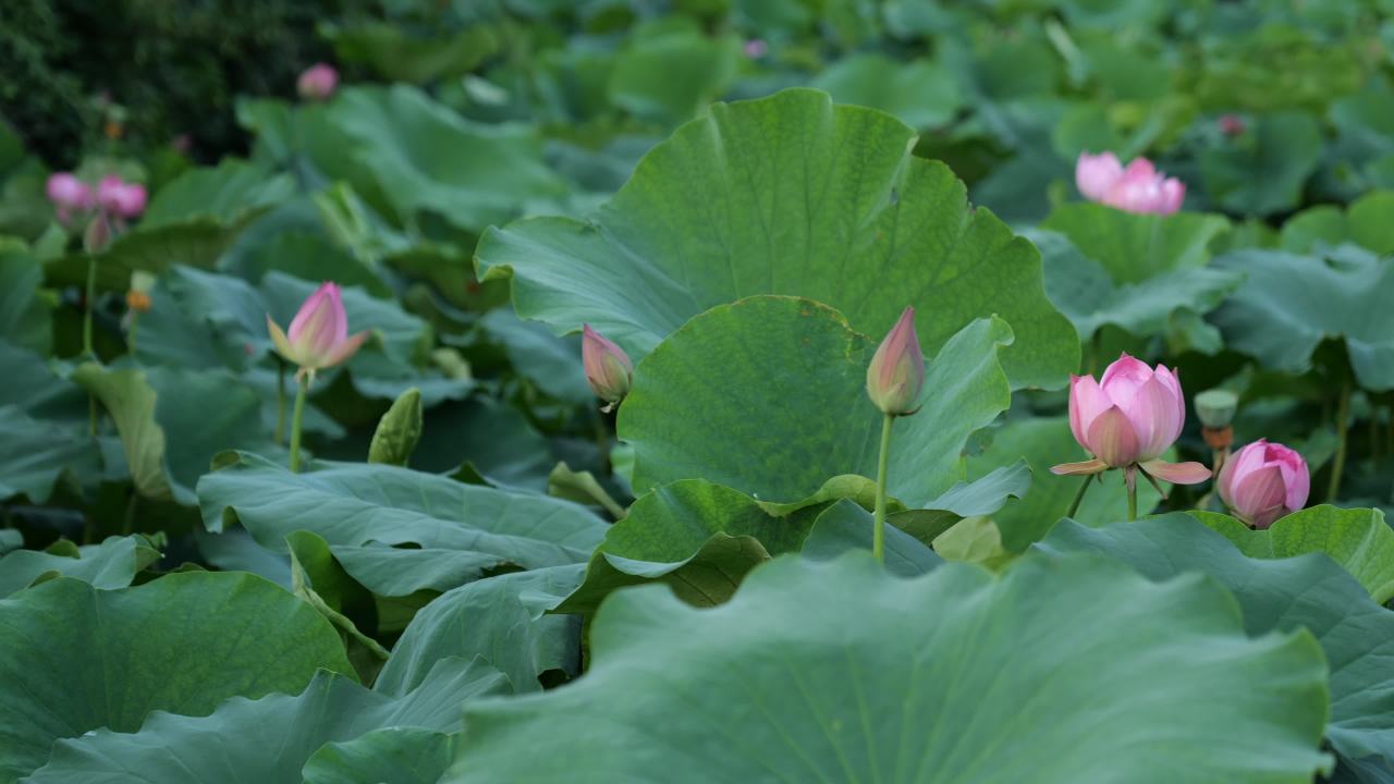 荷花 5