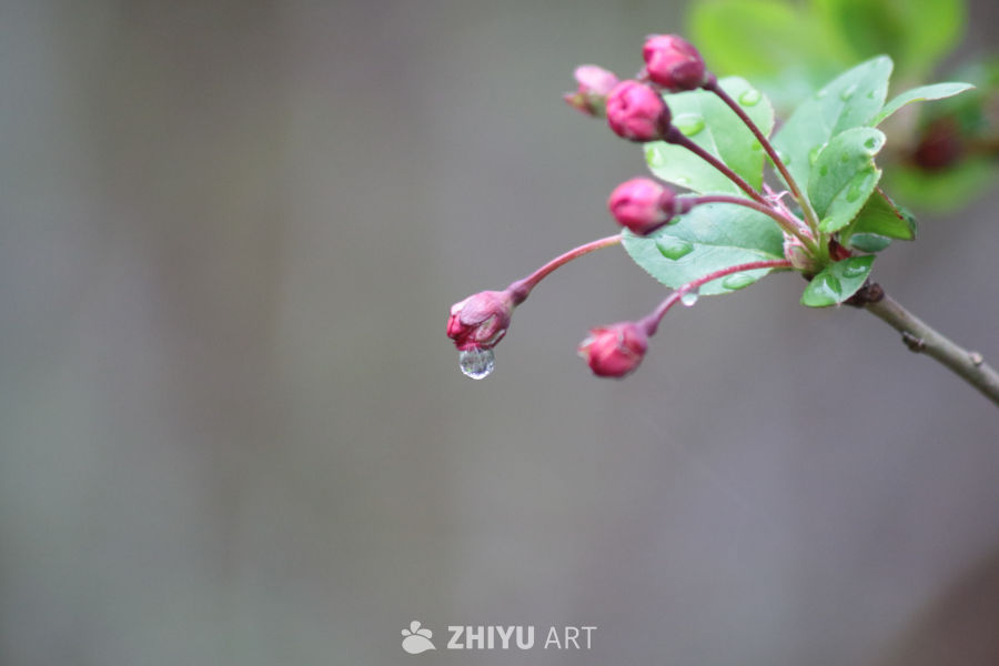 雨后花蕾的静美