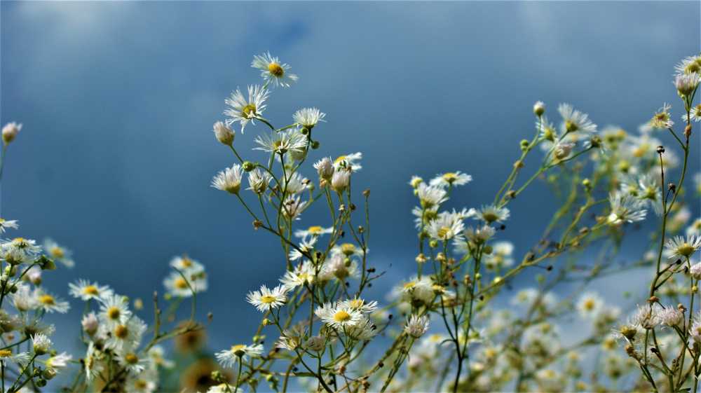 黄春菊鲜花领域花