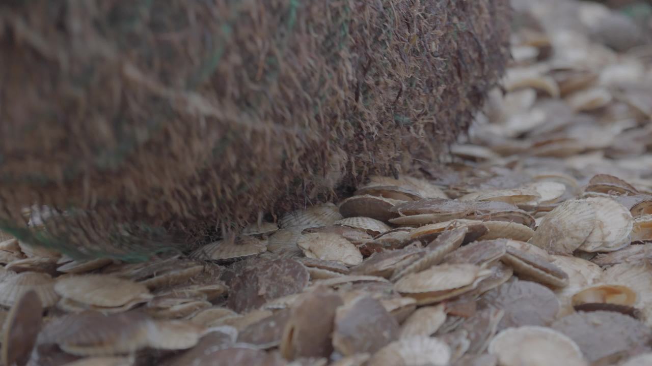 码头扇贝捕捞收获