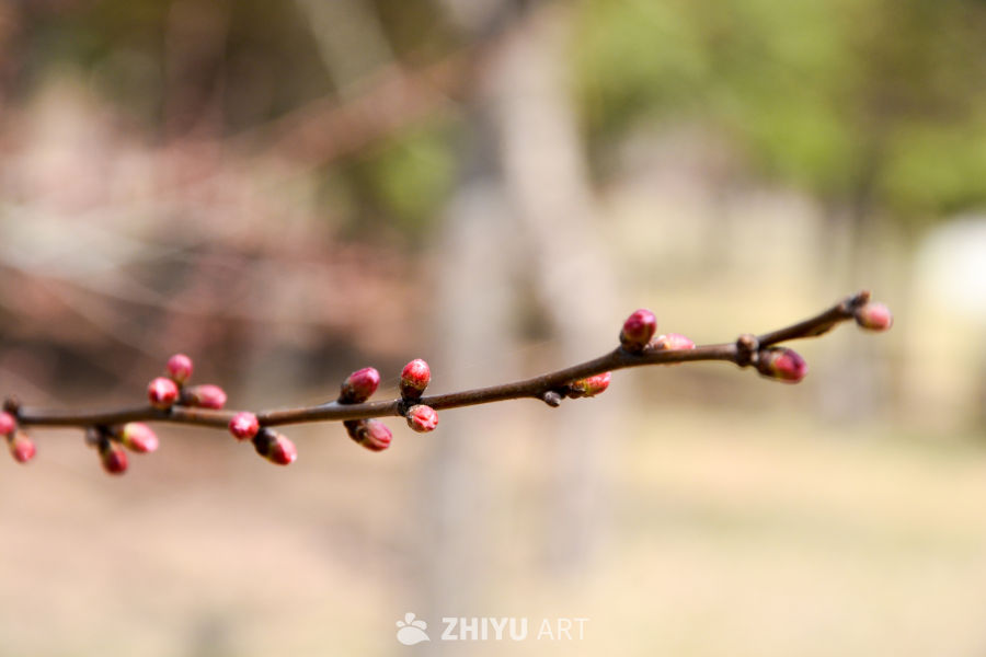 春花山桃