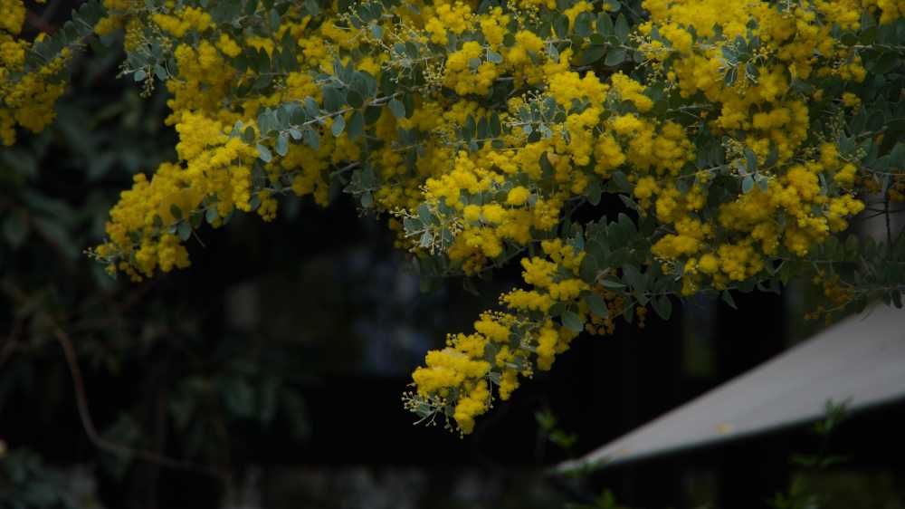 金黄色的花花