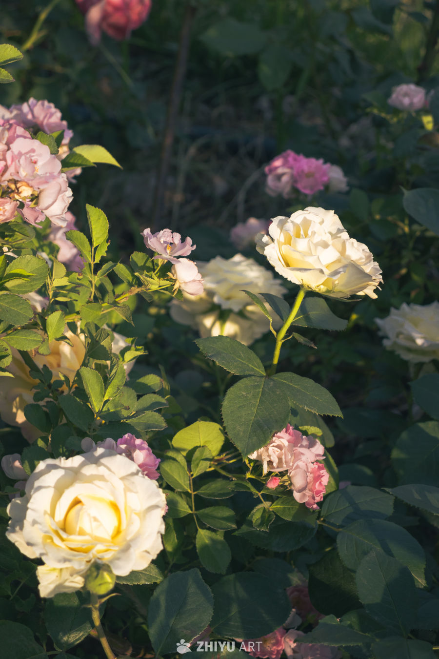 柔光下的玫瑰花园