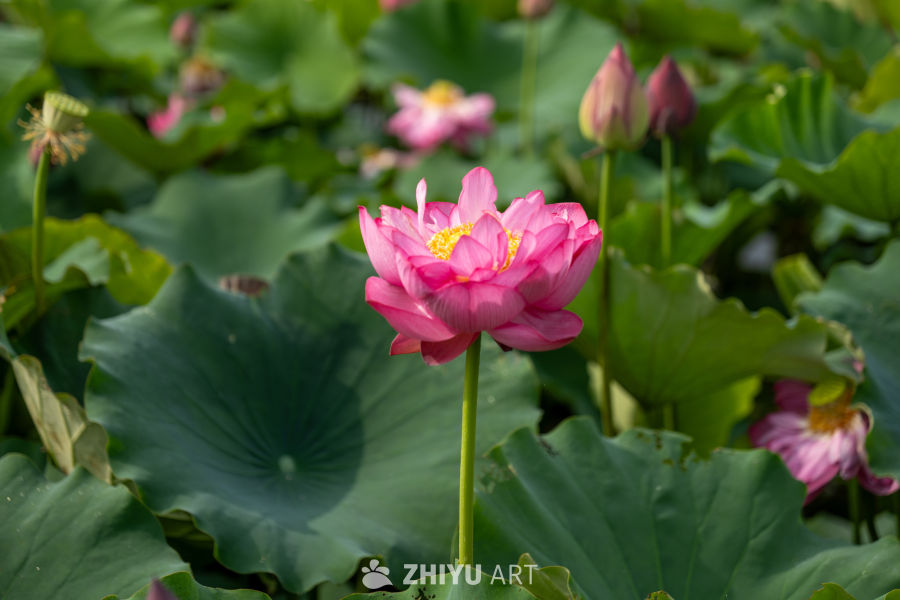 荷花 113
