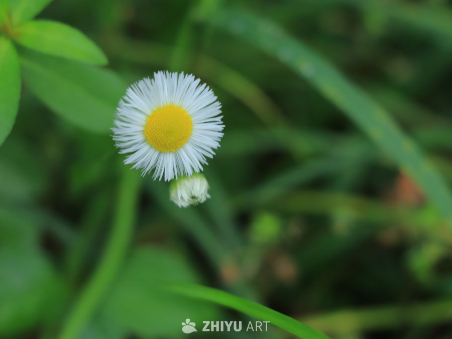 白菊绽放的宁静时光