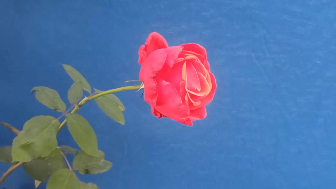 深秋月季花蓝屏抠像，实拍月季花蓝布背景