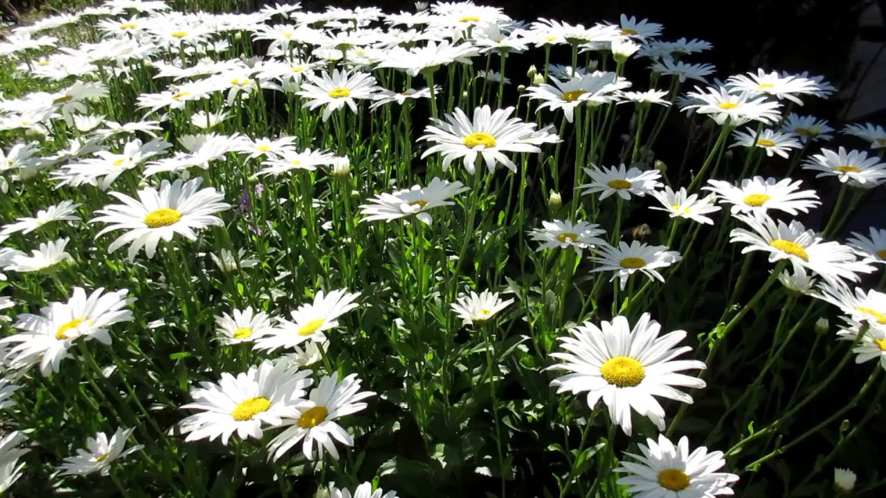 雏菊洁白的花朵