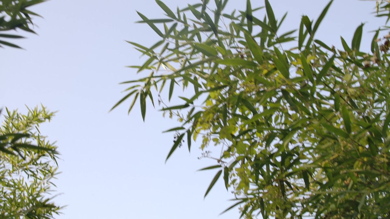 竹林竹叶 俯拍 蓝天