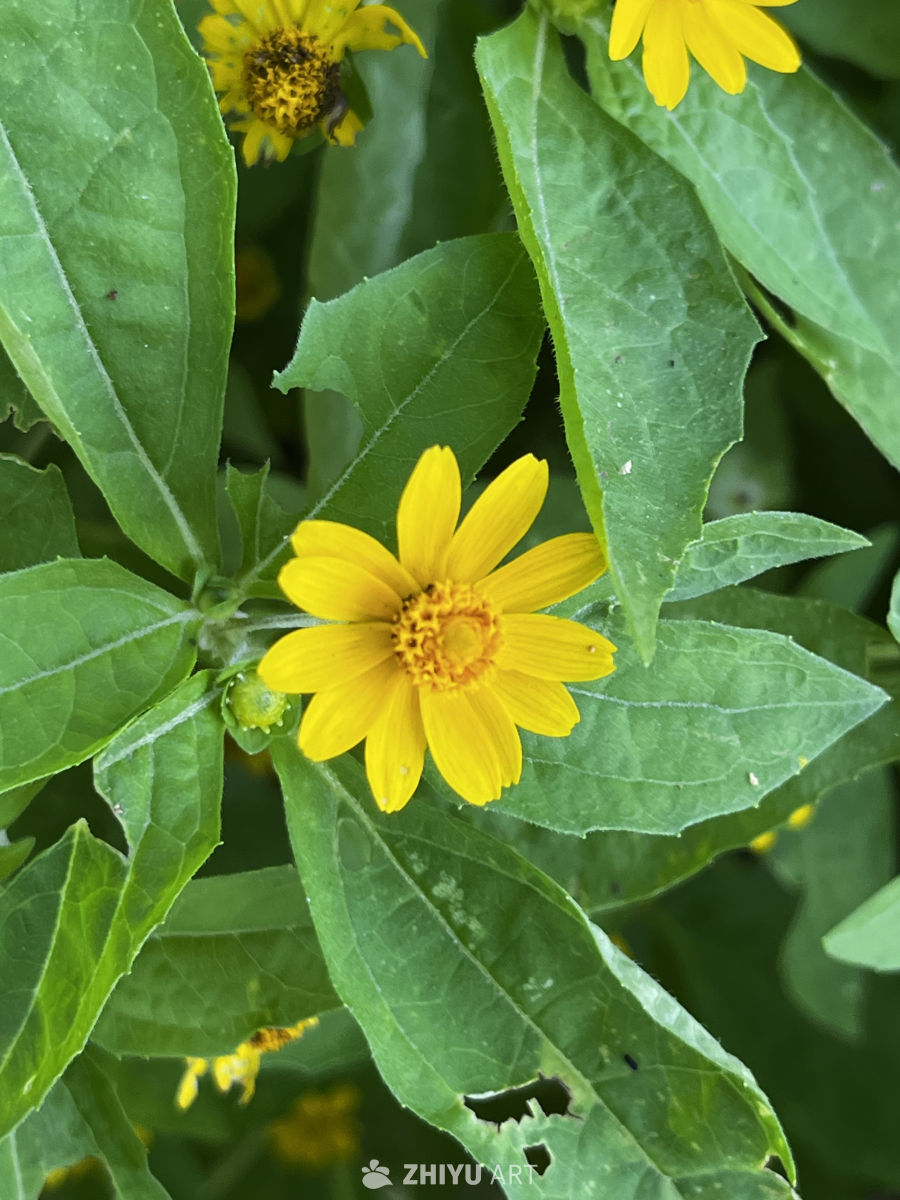 阳光下的小黄花