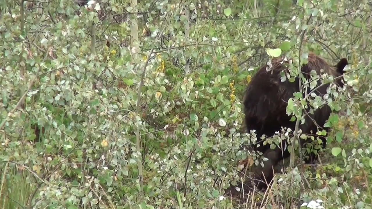 黑熊熊加拿大育